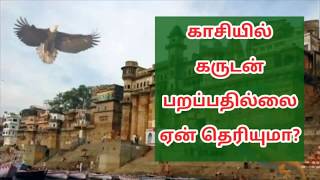 கருடன் காசியில் பறப்பதில்லை ஏன் தெரியுமா? ||Aanmeega Thagavalgal