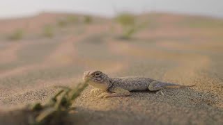 Thar: The Secret Lives of a Harsh Desert