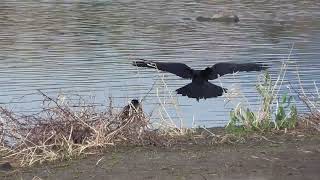 G0002　大分川　口移しで餌をもらうアユ（ハシボソガラス）Oita River　Ayu receiving food by mouth (Wild carrion crow)