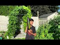 कॅनडामधील आमची भारतीय भाजीपाला बाग my vegetable garden organic vegetables home gardening tips