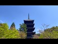 【4k】kyoto japan　仁和寺の御室桜 🌸