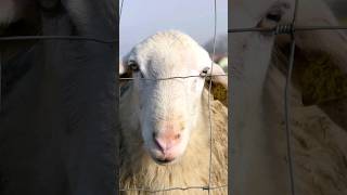 Amazing Sheep in 4K | X Nature #sheep #animals #nature