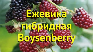 Ежевика гибридная Бойсенберри. Краткий обзор, описание характеристик rubus eubatus Бойсенберри