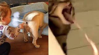 Dog Farts Cat Pukes !!!🤮 LOL - Cats And Dogs Reaction To Fart 🤣 | Chris Pets