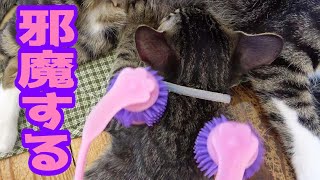 何があっても母乳を飲み続ける子猫がこちらです【保護猫カフェ猫待ち】