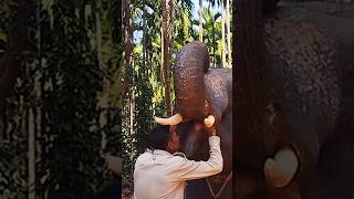 ಹೀಗಿರುತ್ತಾ! ನಮ್ಮ ಗಜರಾಜನ ಜಗತ್ತು. #elephant #animals#unseen #wildlifeconservation#forest#elephantcamp