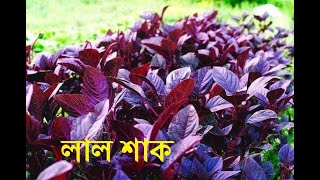 লাল শাক বীজ  / 01916054017