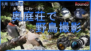 （8月）奥庭荘で野鳥撮影　　　OM-1 P1000 野鳥　ウソ