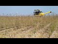 new holland tc 5.3 red gram tur pigeon pea harvesting toor harvesting tur rasi machine