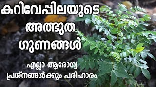 കറിവേപ്പിലയുടെ നിങ്ങൾക്കറിയാത്ത ആരോഗ്യഗുണങ്ങൾ | Healthy Kerala | Health Tips In Malayalam