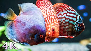 11 Hours of Stunning Aquarium Relax Music, Beautiful Aquarium Coral Reef Fish, Relaxing Ocean Fish