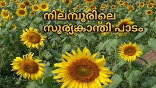 നിലമ്പൂരിലെ സൂര്യകാന്തി പാടം |Nilambur Sunflower garden|#nilambursunflowergarden|#vengaparatha