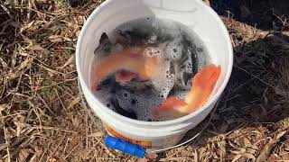 Trout stocking in Pennsylvania 2021 by the Pa. Fish and Boat Commission