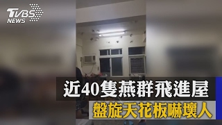 近40隻燕群飛進屋　盤旋天花板嚇壞人