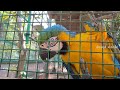 best picnic park in hyderabad kandlakoya oxygen park and aviary 4k full detailed video tour