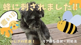 【蜂に刺された犬】対処法 | 症状 | 痛みに弱いミニチュアシュナウザーが大事件!!