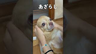 動物病院に通っている老犬だいず　  #犬 #動物病院  #老犬