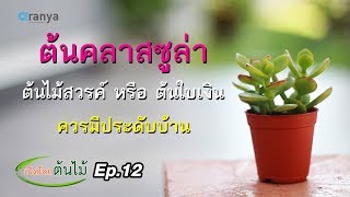 ต้นคลาสซูล่า ต้นไม้สวรรค์ หรือ ต้นใบเงิน ควรมีประดับบ้าน|เปิดโลกต้นไม้ Ep.12| Aranya Channel