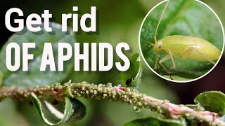 Foolproof aphid control and prevention / Fast and Easy