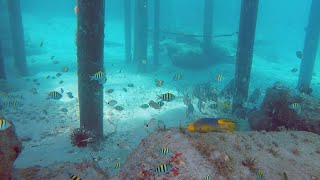 Amazing Clarity in the Jupiter Inlet!