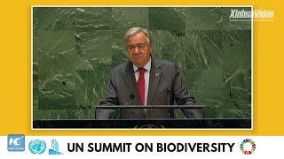 UN chief calls for greater ambition to reverse biodiversity loss