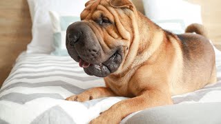 Uncovering the Loyalty of the Chinese Shar-Pei