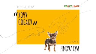 Ток-шоу Хочу собаку. Чихуахуа – самая умная порода собак?