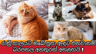 පූසන් ඇඳට පනින්නේ ඇයි ? අනතුරු ඇඟවීමක් ද ? | Can Cats Absorb Negative Energy? | Awata