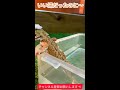 【フトアゴヒゲトカゲ】温浴中だったのに... pogona vitticeps shorts