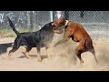 Rottweiler vs Pitbull in a Real Fight - American Pitbull vs Rottweiler Comparison - PITDOG