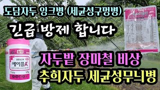 장마철 자두 잉크병 주의하세요 고온 다습한 기온에 예방이   최고 입니다 올해는 심하게 오네요