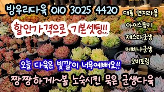 밖에서 노숙으로 짱짱하게 달군 묵둥군생다육☆오늘은 빛감이 남다르게 뛰어난 색감☆기본 할인적용된 다육☆아이시핑키 제스타군생 메비나 대품연지라울대박!#다육쇼핑