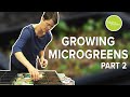 Growing Microgreens and Sprouts Part 2: Planting and Watering