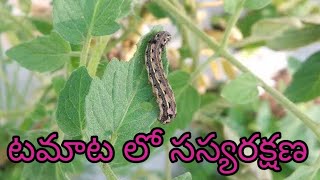 టమాట లో సస్యరక్షణ| Tomato pest management Vinay Agri clinic