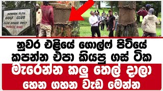 නුවර එළියේ ගොල්ෆ් පිටියේ කපන්න එපා කියපු ගස් ටික මැරෙන්න කලු තෙල් දාලා | මේවා සුද්දාගේ කාලේ ගස්