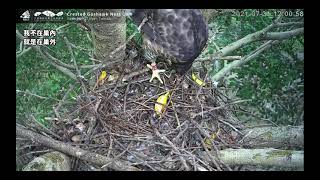 2021(7/31 Foodmama攀蜥) 大安森林公園鳳頭蒼鷹巢位直播回顧　Crested Goshawk Nest Cam, Daan Park, Taiwan カンムリオオタカの子育て生中継