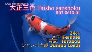 【錦鯉】Taisho sanshoku 大正三色　番号・Reference #R03-0610-01【koi】