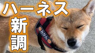 新しいハーネスのネームタグをDIY! 柴犬みかんもご満悦!?