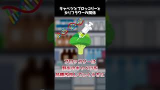 【雑学】キャベツの突然変異がブロッコリーで、ブロッコリーの突然変異がカリフラワー #Shorts 【ゆっくり解説】【豆知識】