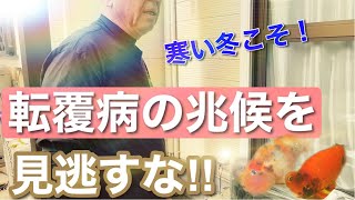 【金魚飼育】転覆病の兆候を見逃さず早めの対策で復活させよう