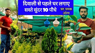 दिवाली से पहले लगाए सस्ते सुंदर 10 पौधे घर चमक उठेगा ।। Best 10 Super permanent plants for winter