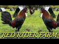 Beautiful Farm Visit Feeding Time Chicken Red Rider Farm Ben Borges