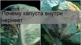 Почему капуста внутри чернеет