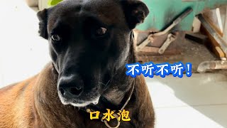 没想到马犬和猫一起养，一群神经质，相爱相克却有意外之喜！