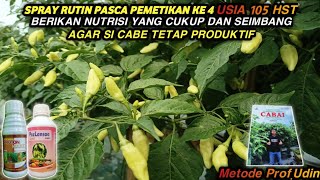 USIA 105 HST - PERAWATAN RUTIN CABE PASCA PEMETIKAN || BERIKAN NUTRISI YANG CUKUP DAN SEIMBANG