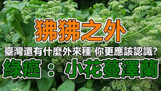 狒狒之外，臺灣還有什麼外來種你更應該認識？綠癌：小花蔓澤蘭【3分鐘小幫手】