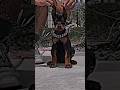 Aggressive Doberman dog transformation 😈😱 #shorts #jaishreeram 🚩(2m+)