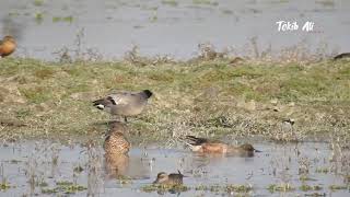 Falcated 🦆 duck very very rare species in Kaziranga National park #tokib #assam #ducks