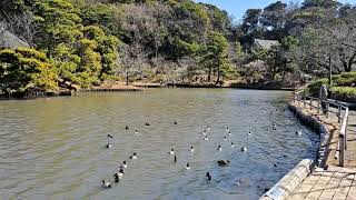 三渓園　大池の水鳥