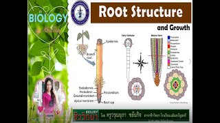 โครงสร้างภายในของราก (Root structure)  ชีววิทยาเพิ่มเติม ม.5